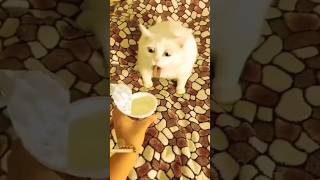 Funny Animals 2024  Funniest Cats and Dogs video   #shorts