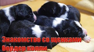Знакомство со щенками бордер колли (щенкам одна неделя) Знакомство со щенками бордер колли (щенкам одна неделя)