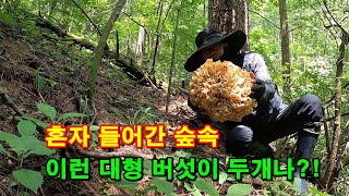 혼자 들어간 숲,  둥근달같은 대물 꽃송이버섯 #버섯산행