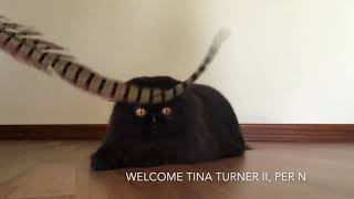 SC IT*Welcome Tina Turner II DSM DVM by Welcome Cattery 237 views 6 years ago 1 minute, 31 seconds