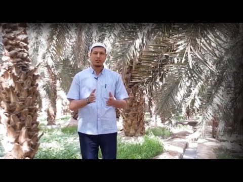 Abdulaziz Domla ~ 600 HURMO DARAXTNI - JANNATDAGI 1 DARAXT HURMOGA ALMASHTIRDI (MashaAlloh)