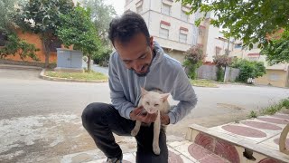 The white cat is very friendly and happy to have food.