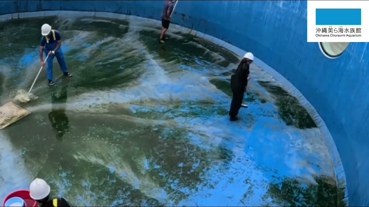 イルカプールの掃除を大公開！！