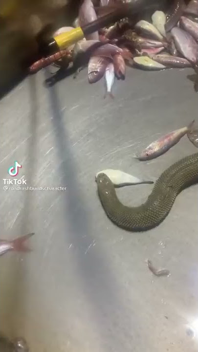 fisherman catches poisonous sea snake 🐍 and releases it