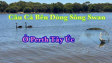 Câu Cá Bên Dòng Sông Swan Perth Úc
