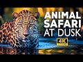 Unbelievable safari at dusk  witness the wild awakens in stunning 4k