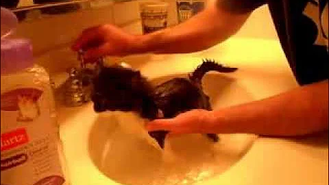 Watch the video about Kitten Gets a Bath - Vinny the One-Eared Rescue Kitten Takes a Bath