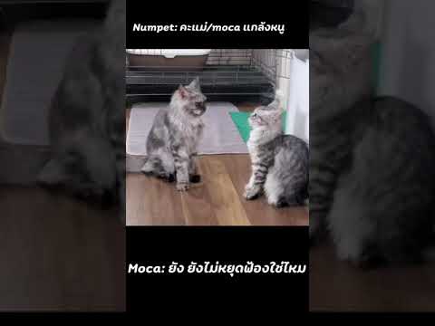 #shorts #TfightT #cat #funnycat #ทาสแมว#แมวตลก#หมาแมว#เลี้ยงแมว#คลิปแมวน่ารักตลกๆfunnycat