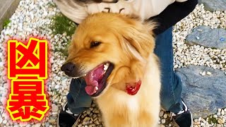 レトリバーまるくん凶暴化の理由は・・・？