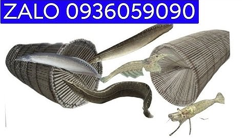 Bán lợp cá chạch. Bán lợp tép. Bán bẫy cá chạch. Bán bẫy tép. Bán lợp cá bóng dừa. Bán lờ cá chạch.