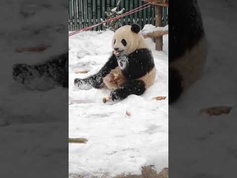 panda