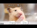 あなたは母ハムスターのお願いを聞きますか...？