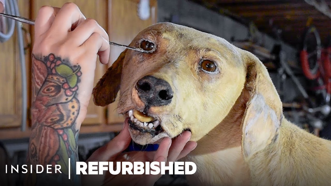 refurbish คือ  Update 2022  How A Taxidermist Restores A Damaged Dog | Refurbished