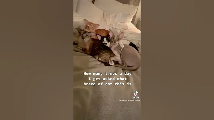 Video 281961: oriental shorthair cats peterbald, shorthair cat breed