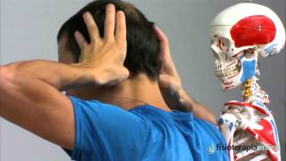 Tratamiento del dolor de cabeza y cuello - Fisioterapia Bilbao