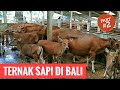 PETERNAKAN SAPI DI BALI - SAPI BALI FARM (Part 2/3)