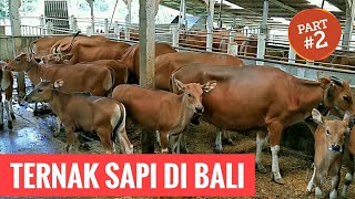 BALI CATTLE FARMING IN BALI - BALI CATTLE FARM (Part 2/3)