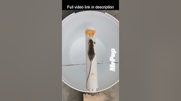Easy Mouse/Rat trap Homemade #shorts #mousetrap