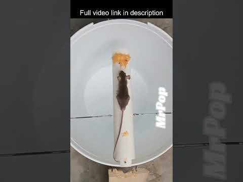 Easy Mouse/Rat trap