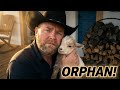 This Goat Has No Momma... Here's What Happened