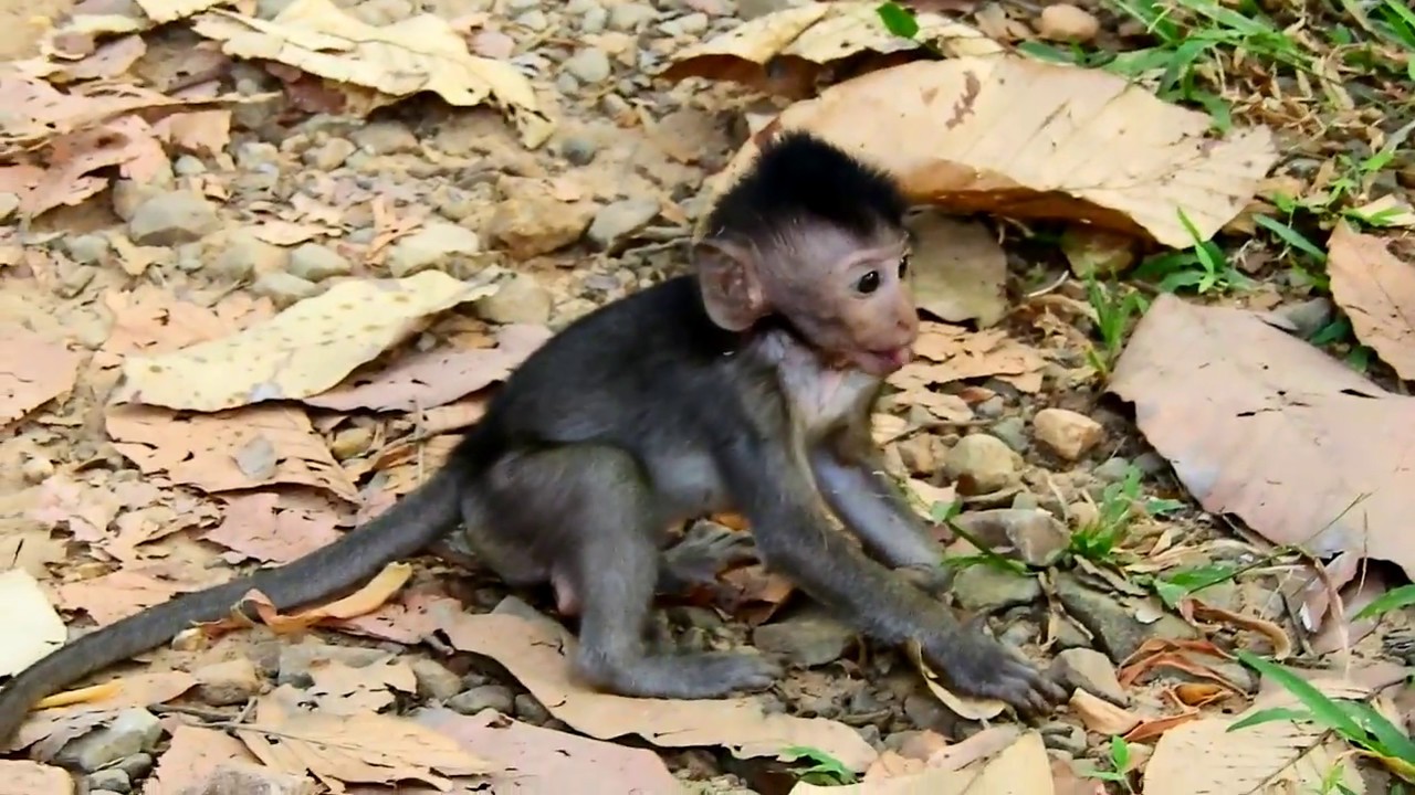 first foundry Baby Timo Escaping Donng When Angry With Him/ Now Timo is smart how to escaping from others