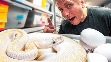 INSANE BALL PYTHON CLUTCH LAID!! THESE BABY SNAKES ARE GOING TO BE AWESOME!! | BRIAN BARCZYK