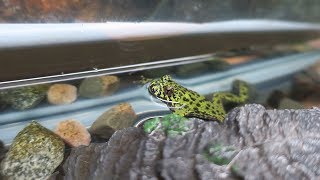 How to Care for your Fire Belly Toad