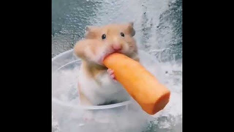 Hamster escapes the awesome maze for Pets in real life | in Hamster stories | #Shorts #4