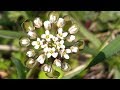 Thlaspi perfoliatum medicinal plant