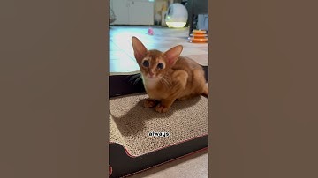 I’m watching you Wazovski 😹#shots #cat #abyssinian #funny #cute #animals #imwatchingyou