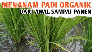 How to Grow Good Organic Rice from Beginning to Harvest