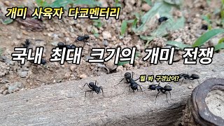 ep 35 개미 채집 갔다가 흔히 볼 수 없는 일본왕개미 전쟁 보고온 이야기