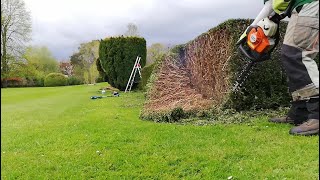 Hedge RENOVATION, Trimming an old Hedge that Needs REVITALISING