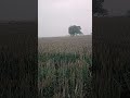 New post video #trending viral video#funny