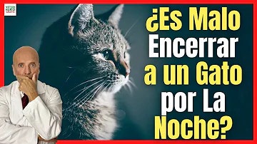 ¿Por qué no se debe dejar salir a los gatos por la noche?