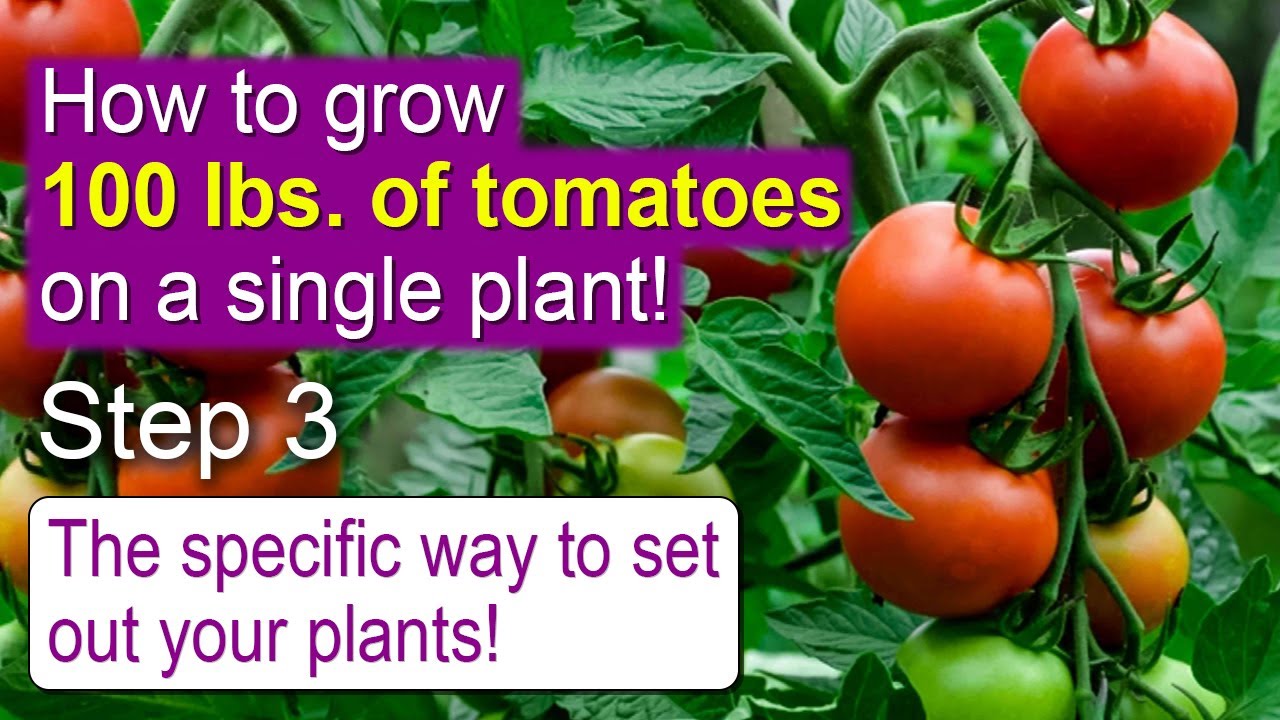 Setting out plants. The 3rd step of 100 lbs. of tomatoes using a modified Charles Wilber Method!