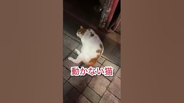 catsねこネコ猫ひろし中村ピアノDB芸人ナッパ芸人元山梨住みます芸人ぴっかり高木 #cat #cats #catlover #catvideos #catshorts #猫 #ねこ #ネコ #猫動画