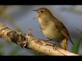 NIGHTINGALE SONG- 4 hours REALTIME Beautiful Nightingale Singing ,Birdsong,Nature sounds,part1.