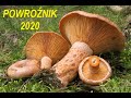 Nareszcie rydze ... i borowiki też - Powroźnik 22.09.2020