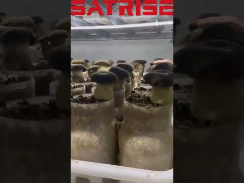 Videó: A laskagomba termesztése: Ismerje meg a laskagomba termesztését