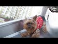 Dog's Addicted To Going Down Slide Over And Over | Kritter Klub