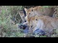 Lion Killing a Warthog