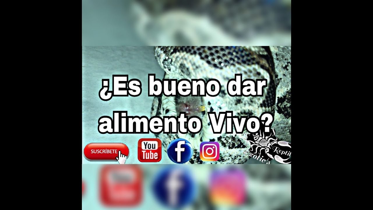 Como alimentar a mi Piton bola ¿Es bueno dar Alimento vivo?