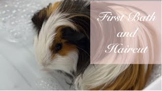 Gwen’s Spa Day!!! | Long Haired Guinea Pig’s First Bath and Haircut ✂