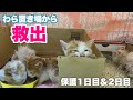 ママ猫とはぐれた子猫5匹を救出【農家兄妹#1】Rescuing five kittens who were separated from their mother cat