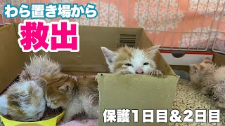 ママ猫とはぐれた子猫5匹を救出【農家兄妹#1】Rescuing five kittens who were separated from their mother cat