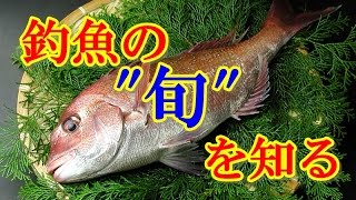 【海釣り初心者】はじめての海釣り 海にも四季がある 知らないと損する魚の旬！！