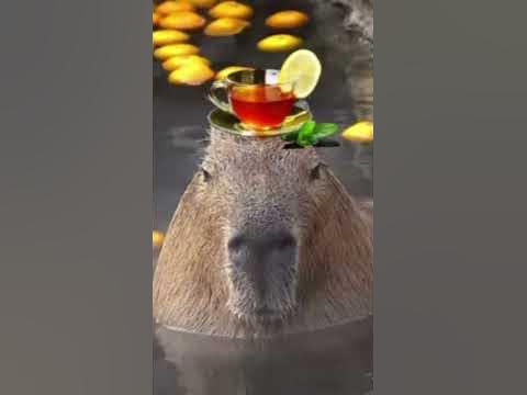 капибара #рекоминдации #капибара - YouTube