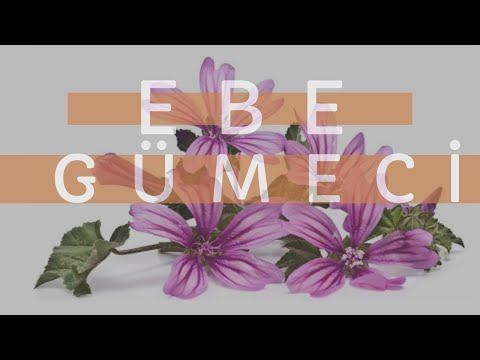 Video: Böyle Farklı Bir Ebegümeci