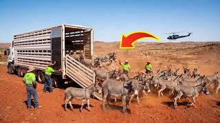 Australia Left 72 Wild Donkeys in the Desert — 24 Years Later, Nobody Saw This Coming